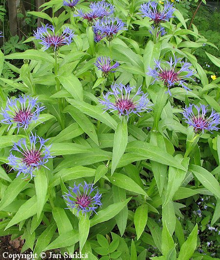  Centaurea montana, vuorikaunokki 